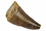 Fossil Mosasaur (Prognathodon) Tooth - Morocco #186521-1